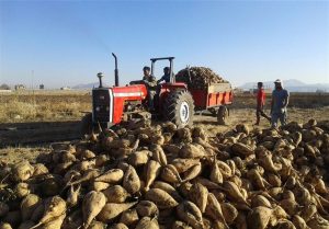 افشای "قجام" درباره لغو عرضه بلوک 8.48 درصدی سهام قند بیستون