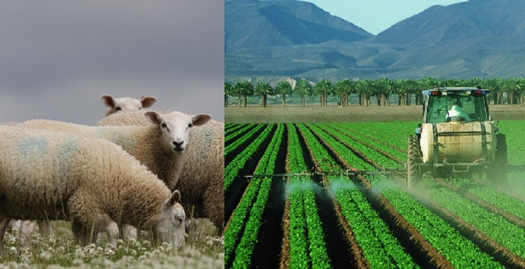 صادرات دام بر صنعت بورسی زراعت چه تاثیری دارد؟